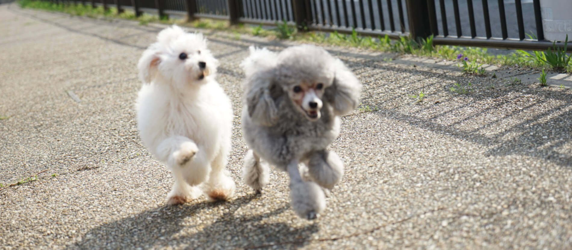 Chel C 京都のトイプードル専門犬舎です