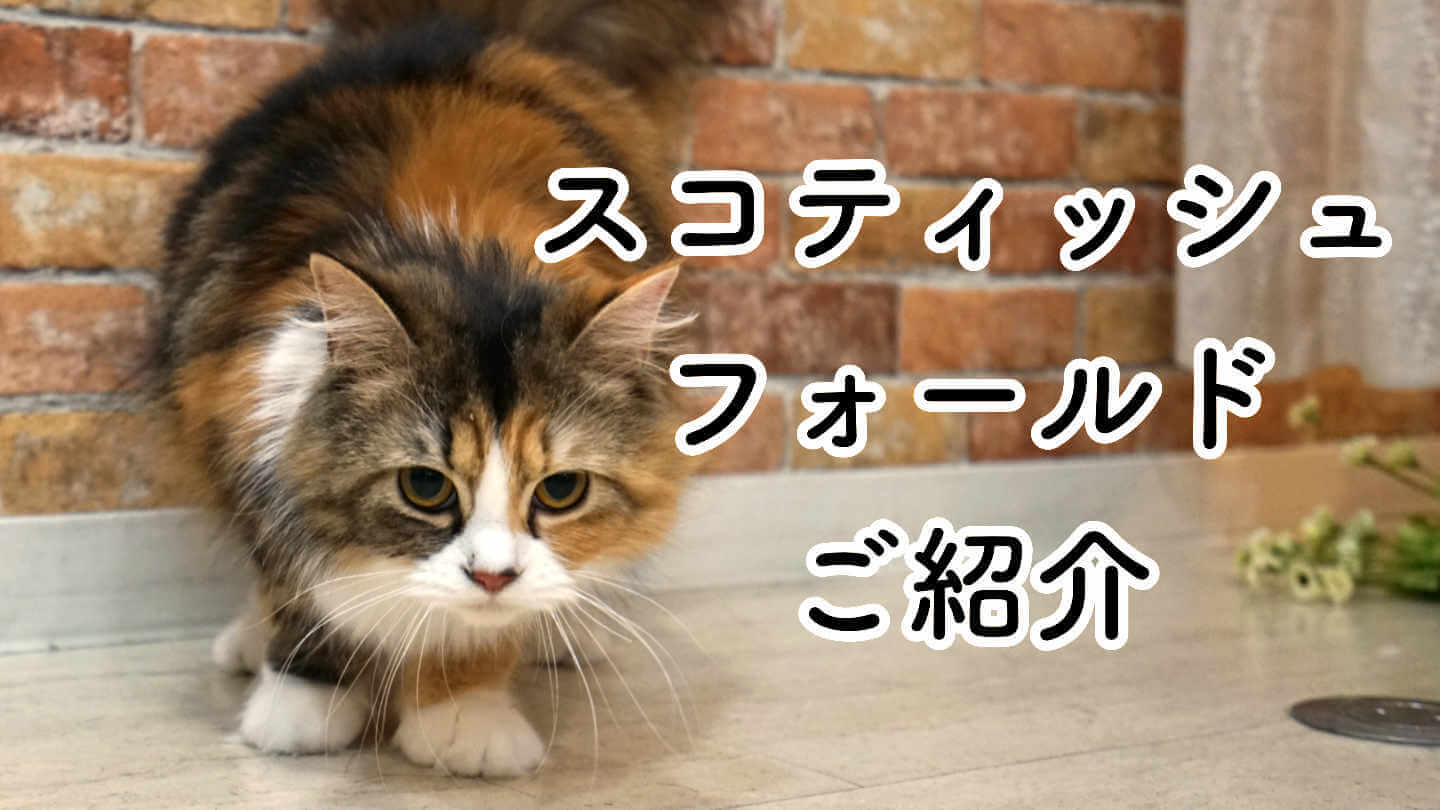 スコティッシュフォールドご紹介