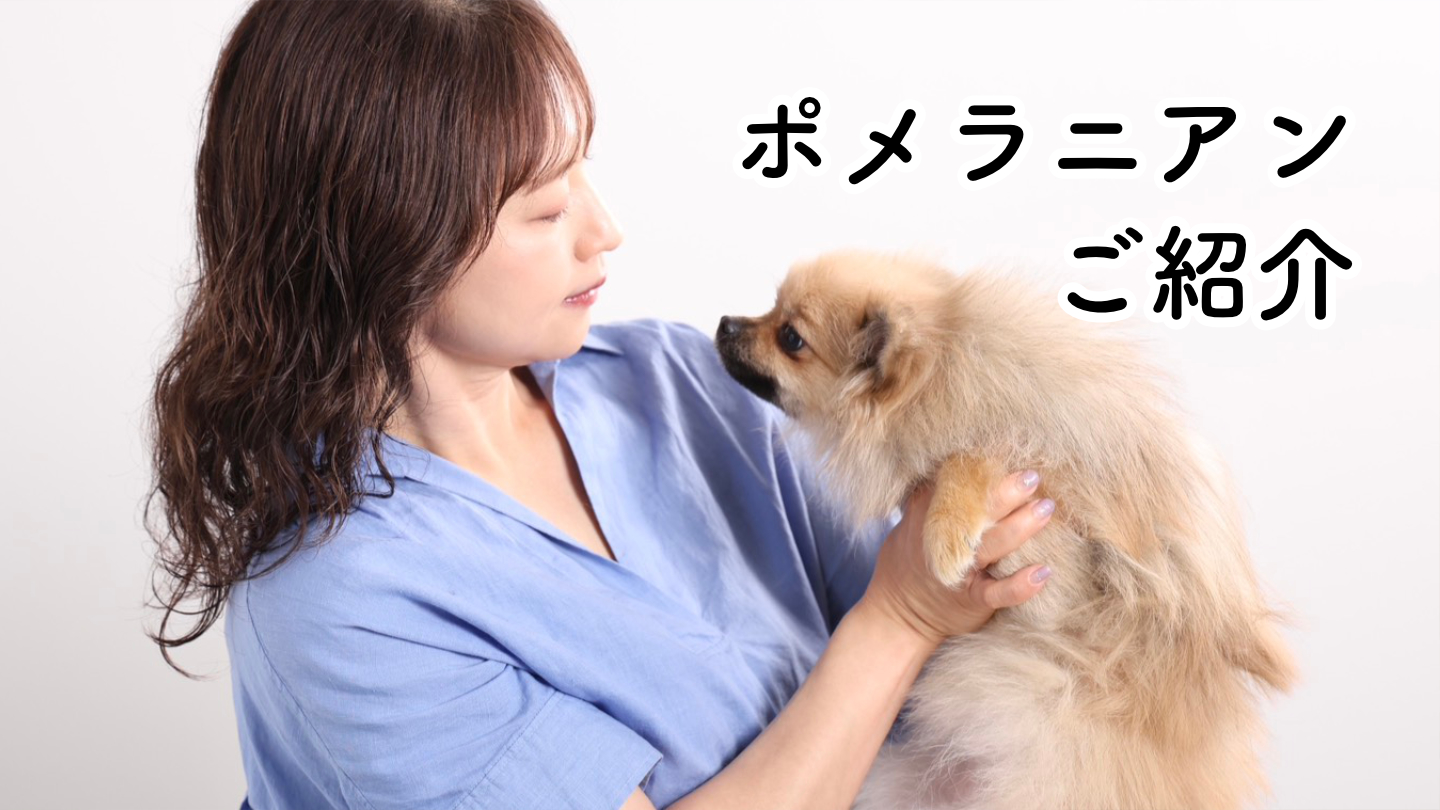ポメラニアンご紹介